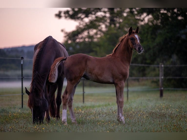 German Sport Horse Mare Foal (05/2025) 16,2 hh Chestnut in Bechhofen