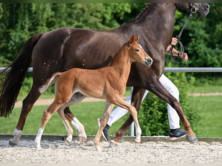 German Sport Horse Mare Foal (05/2025) 16,2 hh Chestnut in Bechhofen