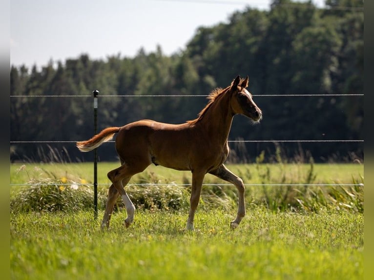 German Sport Horse Mare Foal (05/2025) 16,2 hh Chestnut in Bechhofen
