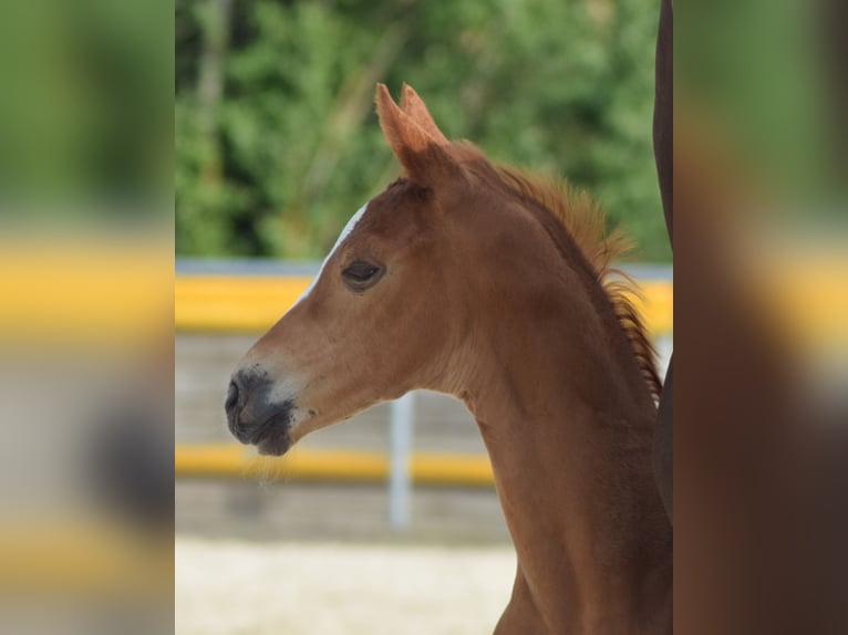 German Sport Horse Mare Foal (05/2025) 16,2 hh Chestnut in Bechhofen