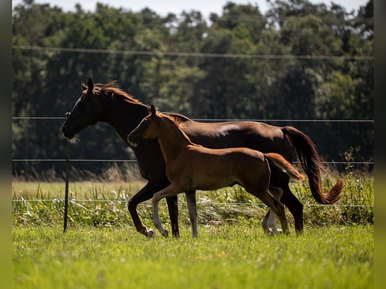German Sport Horse Mare Foal (05/2025) 16,2 hh Chestnut in Bechhofen