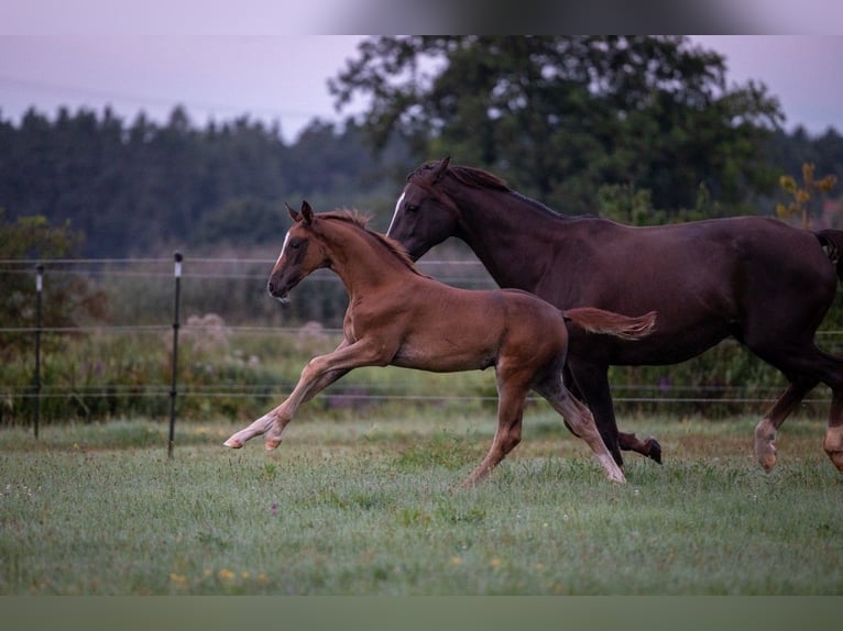 German Sport Horse Mare Foal (05/2025) 16,2 hh Chestnut in Bechhofen