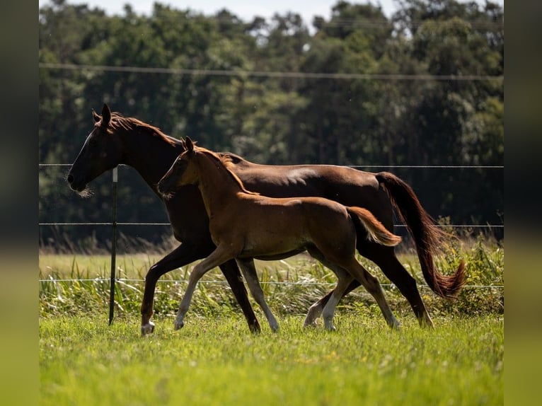German Sport Horse Mare Foal (05/2025) 16,2 hh Chestnut in Bechhofen