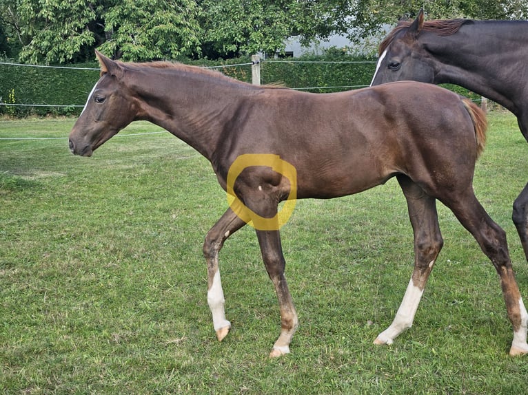 German Sport Horse Mare Foal (05/2025) 16,2 hh Chestnut in Bechhofen