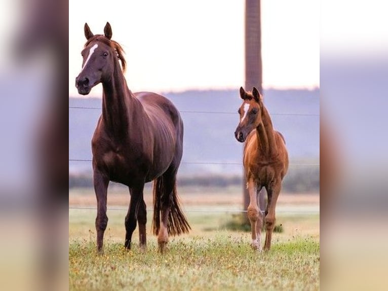 German Sport Horse Mare Foal (05/2025) 16,2 hh Chestnut in Bechhofen