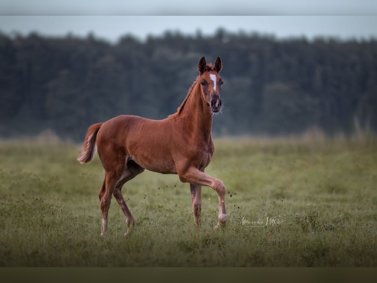 German Sport Horse Mare Foal (05/2025) 16,2 hh Chestnut in Bechhofen