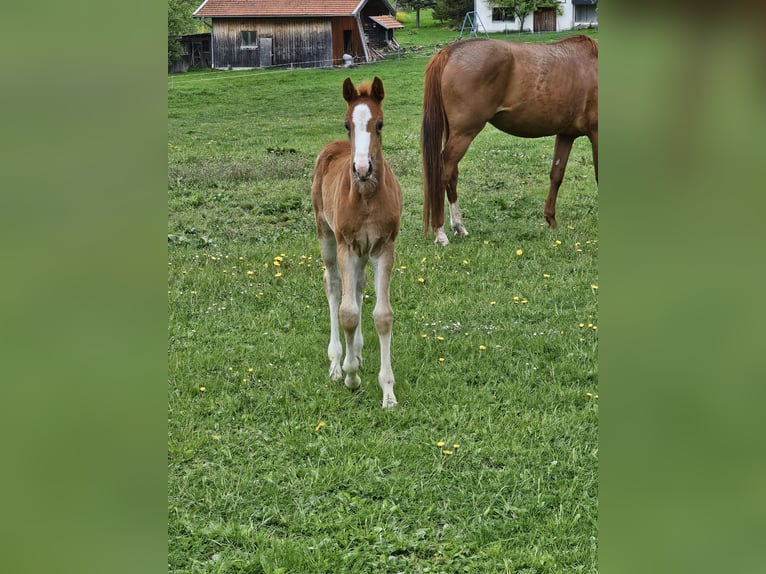German Sport Horse Mare  16,2 hh Chestnut in Pei&#xDF;enberg