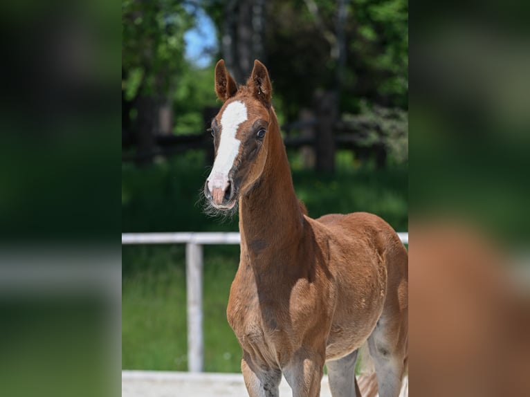 German Sport Horse Mare  16,2 hh Chestnut in Pei&#xDF;enberg