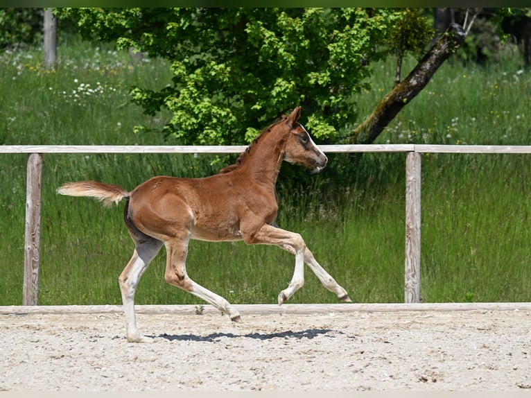 German Sport Horse Mare  16,2 hh Chestnut in Pei&#xDF;enberg