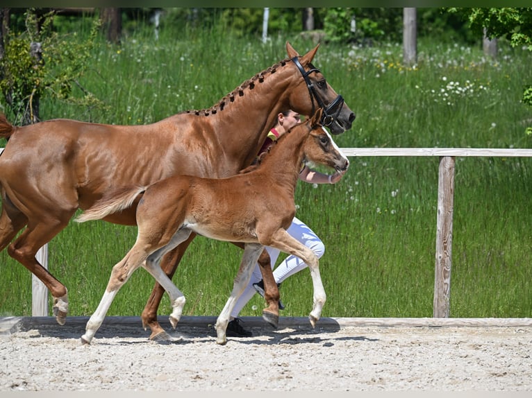 German Sport Horse Mare  16,2 hh Chestnut in Pei&#xDF;enberg