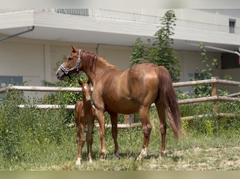 German Sport Horse Mare  16,2 hh Chestnut-Red in Wehringen