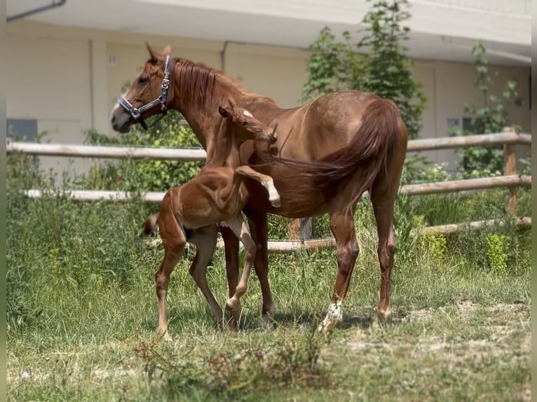 German Sport Horse Mare  16,2 hh Chestnut-Red in Wehringen