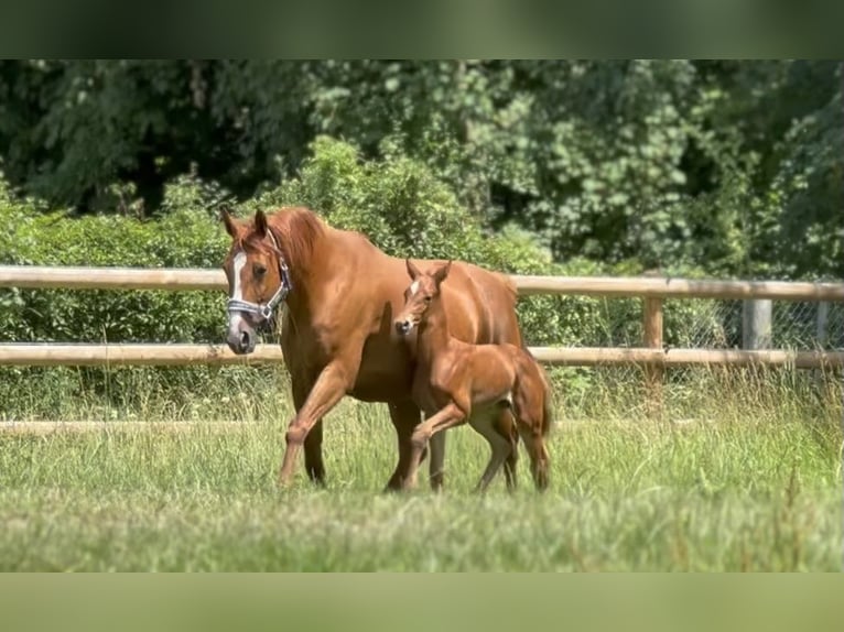 German Sport Horse Mare  16,2 hh Chestnut-Red in Wehringen
