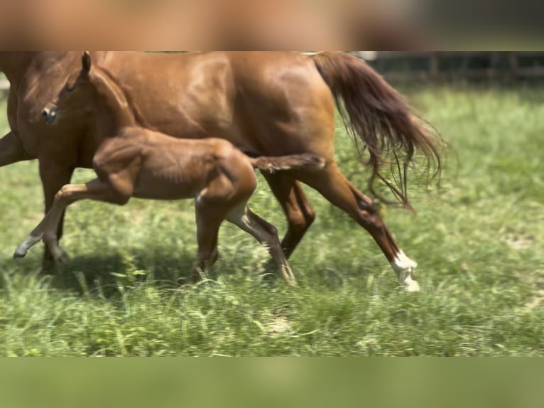 German Sport Horse Mare  16,2 hh Chestnut-Red in Wehringen