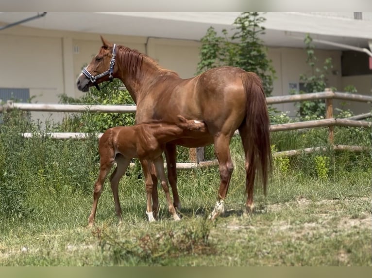 German Sport Horse Mare  16,2 hh Chestnut-Red in Wehringen