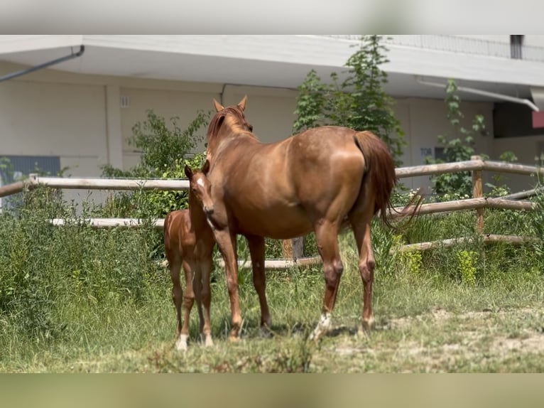 German Sport Horse Mare  16,2 hh Chestnut-Red in Wehringen