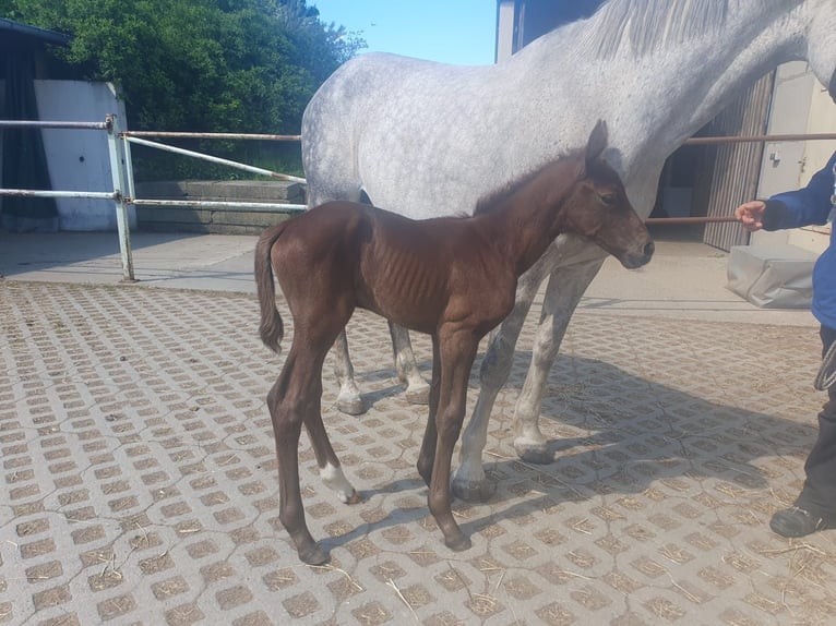 German Sport Horse Mare 16,2 hh Chestnut-Red in Eppendorf German Sport Horse Mare 16,2 hh Chestnut-Red in Eppendorf