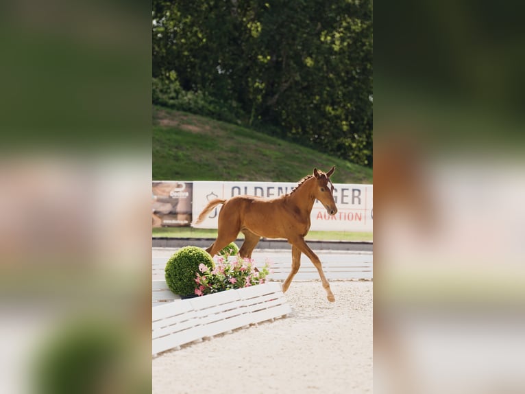 German Sport Horse Mare Foal (04/2025) 16,2 hh Chestnut-Red in Luckau