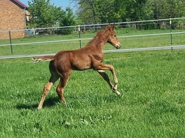 German Sport Horse Mare  16,2 hh Chestnut-Red in Luckau