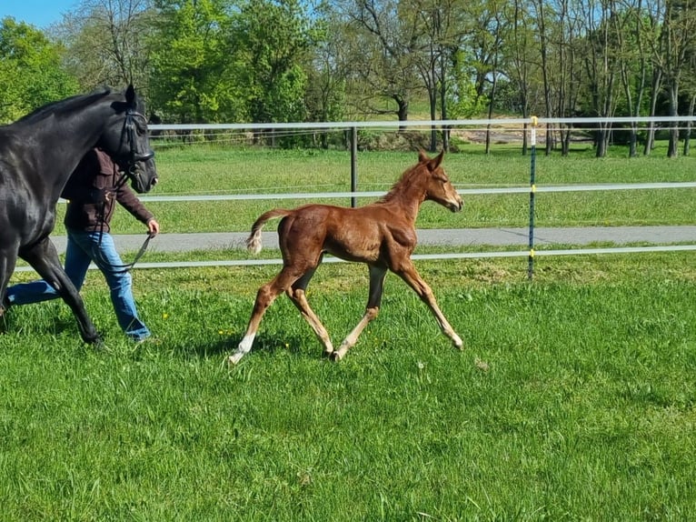 German Sport Horse Mare  16,2 hh Chestnut-Red in Luckau