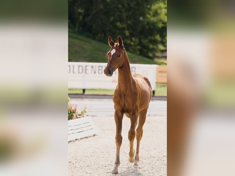 German Sport Horse Mare Foal (04/2025) 16,2 hh Chestnut-Red in Luckau