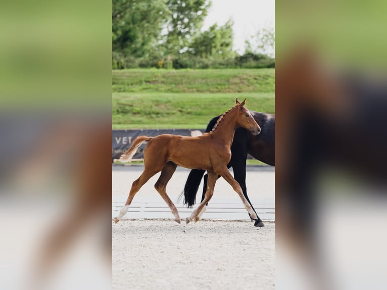 German Sport Horse Mare Foal (04/2025) 16,2 hh Chestnut-Red in Luckau