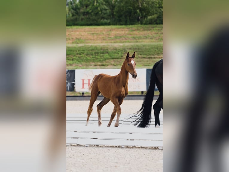 German Sport Horse Mare Foal (04/2025) 16,2 hh Chestnut-Red in Luckau