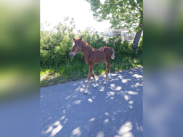 German Sport Horse Mare  16,2 hh Chestnut-Red in Luckau