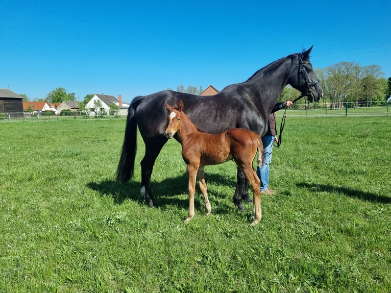 German Sport Horse Mare  16,2 hh Chestnut-Red in Luckau