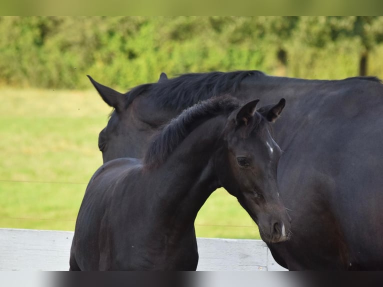 German Sport Horse Mare Foal (05/2025) 16,2 hh in Greifswald