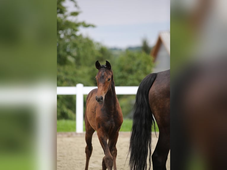 German Sport Horse Mare Foal (05/2025) 16,3 hh Brown in Amt Wachsenburg