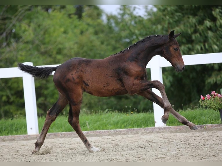 German Sport Horse Mare Foal (05/2025) 16,3 hh Brown in Amt Wachsenburg