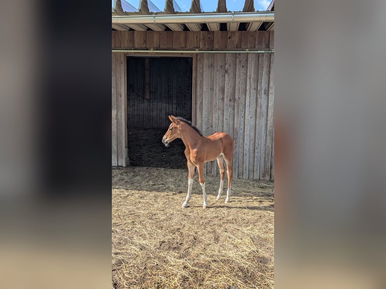 German Sport Horse Mare  16,3 hh Brown in Hergatz