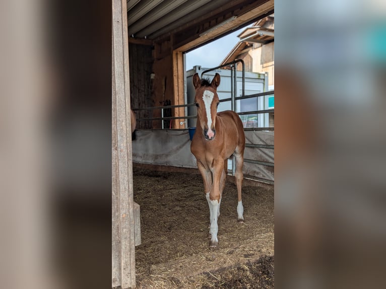 German Sport Horse Mare  16,3 hh Brown in Hergatz