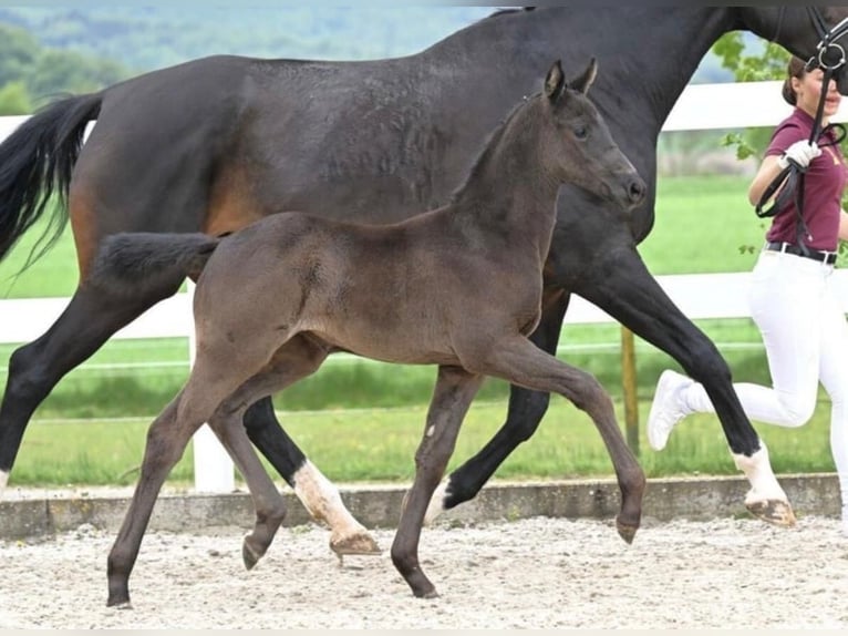 German Sport Horse Mare Foal (03/2026) 17 hh Bay-Dark in Wolpertshausen