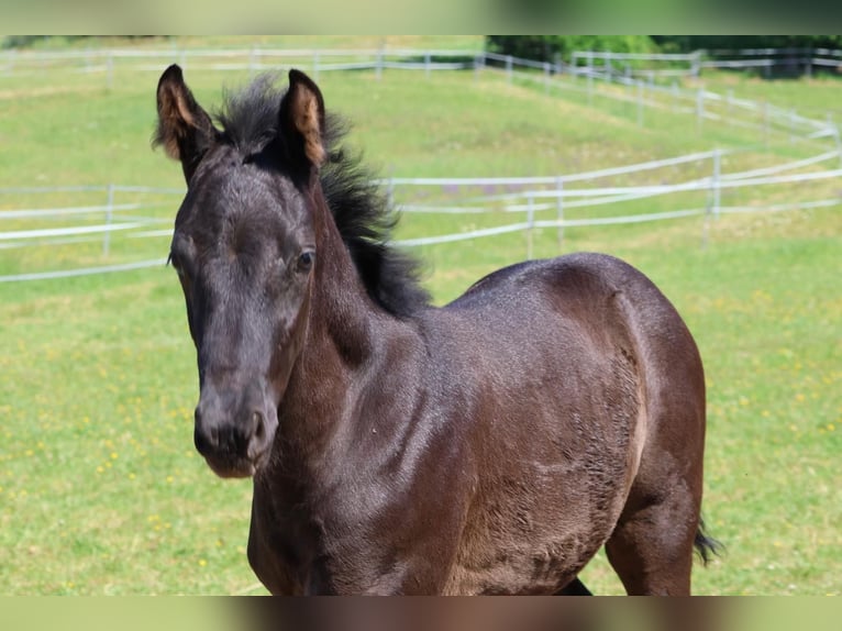 German Sport Horse Mare Foal (03/2026) 17 hh Bay-Dark in Wolpertshausen