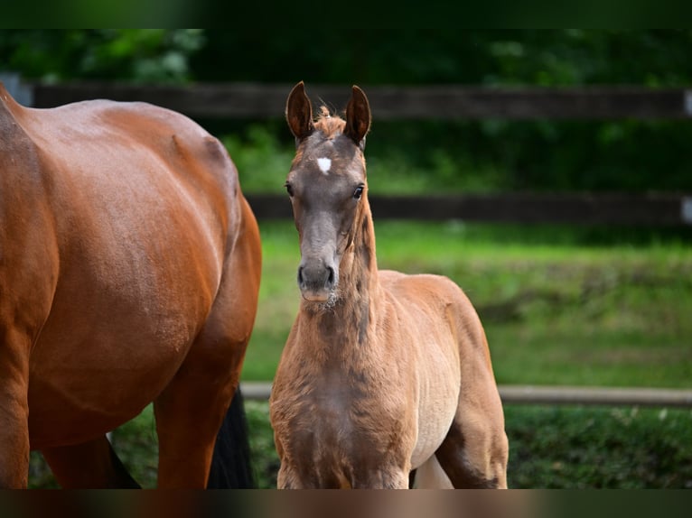 German Sport Horse Mare Foal (04/2024) 17 hh Chestnut in Goldbeck