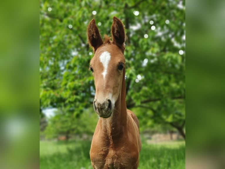 German Sport Horse Mare  17 hh Chestnut-Red in Werder