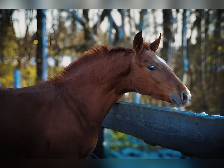 German Sport Horse Mare Foal (04/2024) 17 hh Chestnut-Red in Görlitz