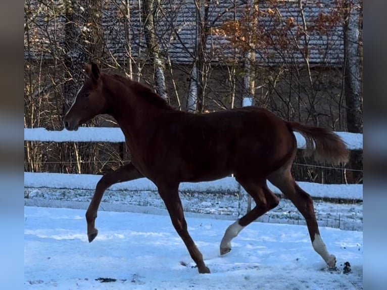 German Sport Horse Mare Foal (04/2024) 17 hh Chestnut-Red in Görlitz