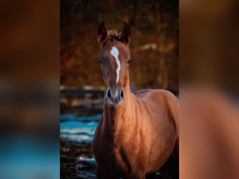 German Sport Horse Mare Foal (04/2024) 17 hh Chestnut-Red in Görlitz