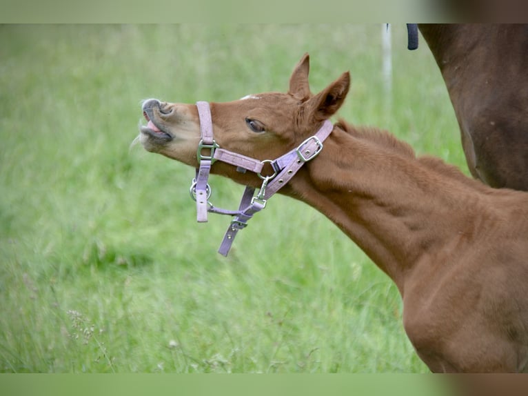 German Sport Horse Mare  17 hh Chestnut-Red in Rohrlack