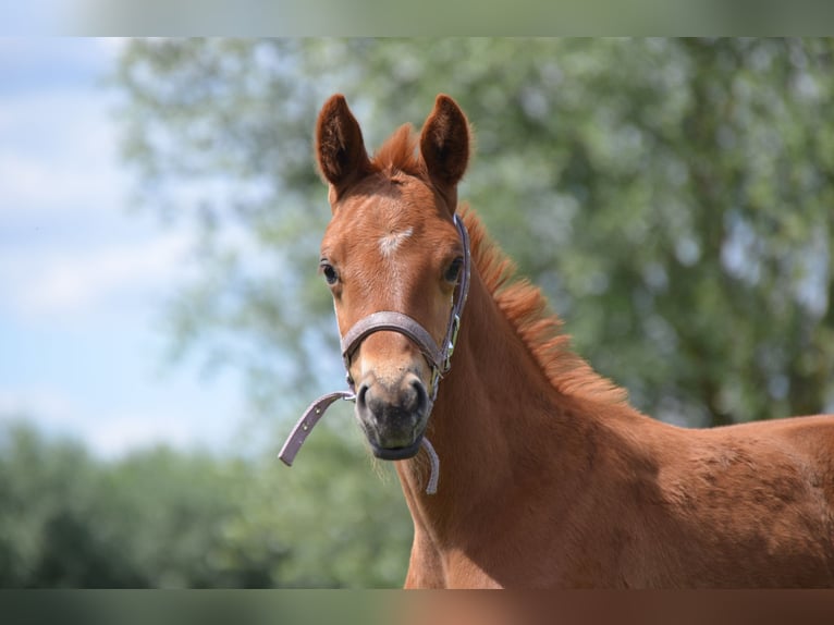 German Sport Horse Mare  17 hh Chestnut-Red in Rohrlack