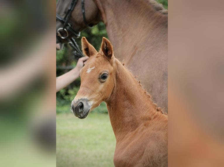 German Sport Horse Mare  17 hh Chestnut-Red in Rohrlack