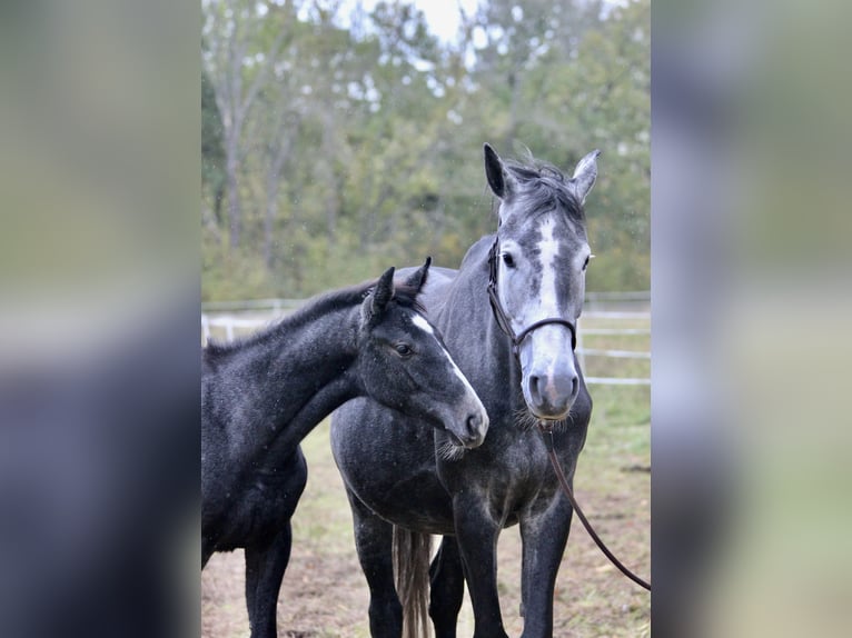 German Sport Horse Mare Foal (03/2025) 17 hh Grey-Dapple in Wallendorf