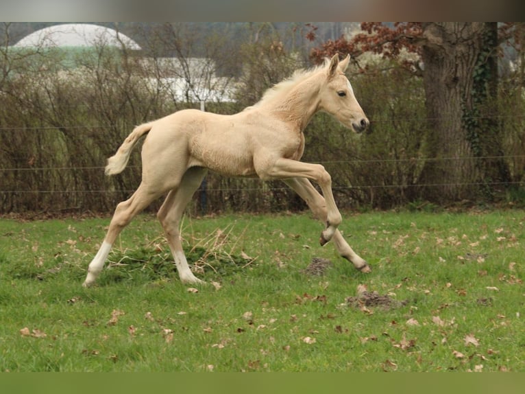 German Sport Horse Mare Foal (03/2024) 17 hh Palomino in Bismark