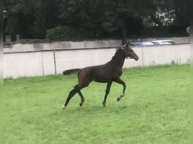 German Sport Horse Mare Foal (03/2025) Bay-Dark in H&#xF6;chstadt an der Aisch