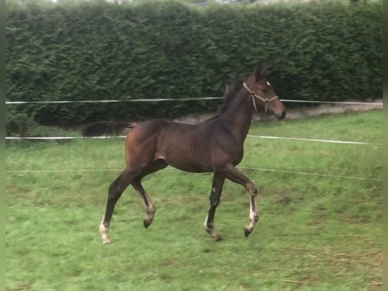 German Sport Horse Mare Foal (03/2025) Bay-Dark in H&#xF6;chstadt an der Aisch
