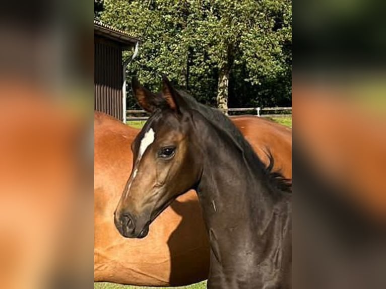 German Sport Horse Mare Foal (05/2023) Bay-Dark in Krumke
