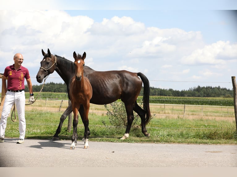 German Sport Horse Mare Foal (04/2024) Bay-Dark in Postmünster